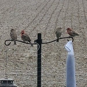 Meet your Posher, Gayle